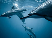 赛前动员引争议 字母哥击打希腊队友头部